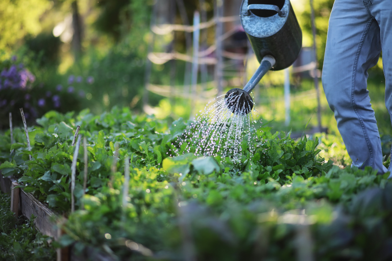 Arrosage d'un potager à l'arrosoir